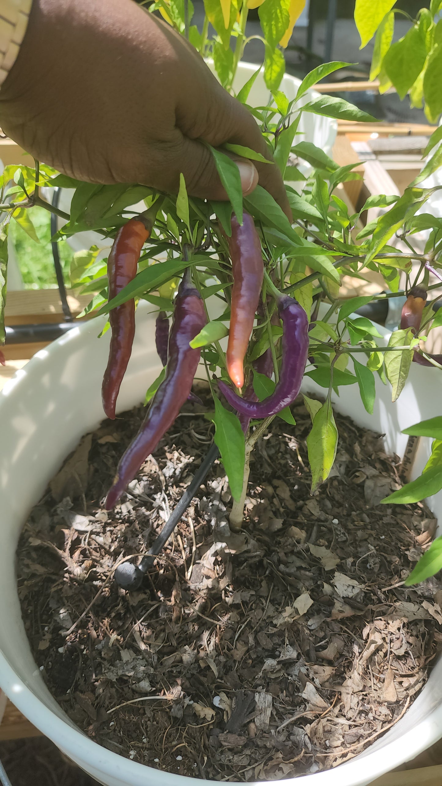 The Hood Garden Pepper Collection – (Mixed Box) 2026 Limited Edition