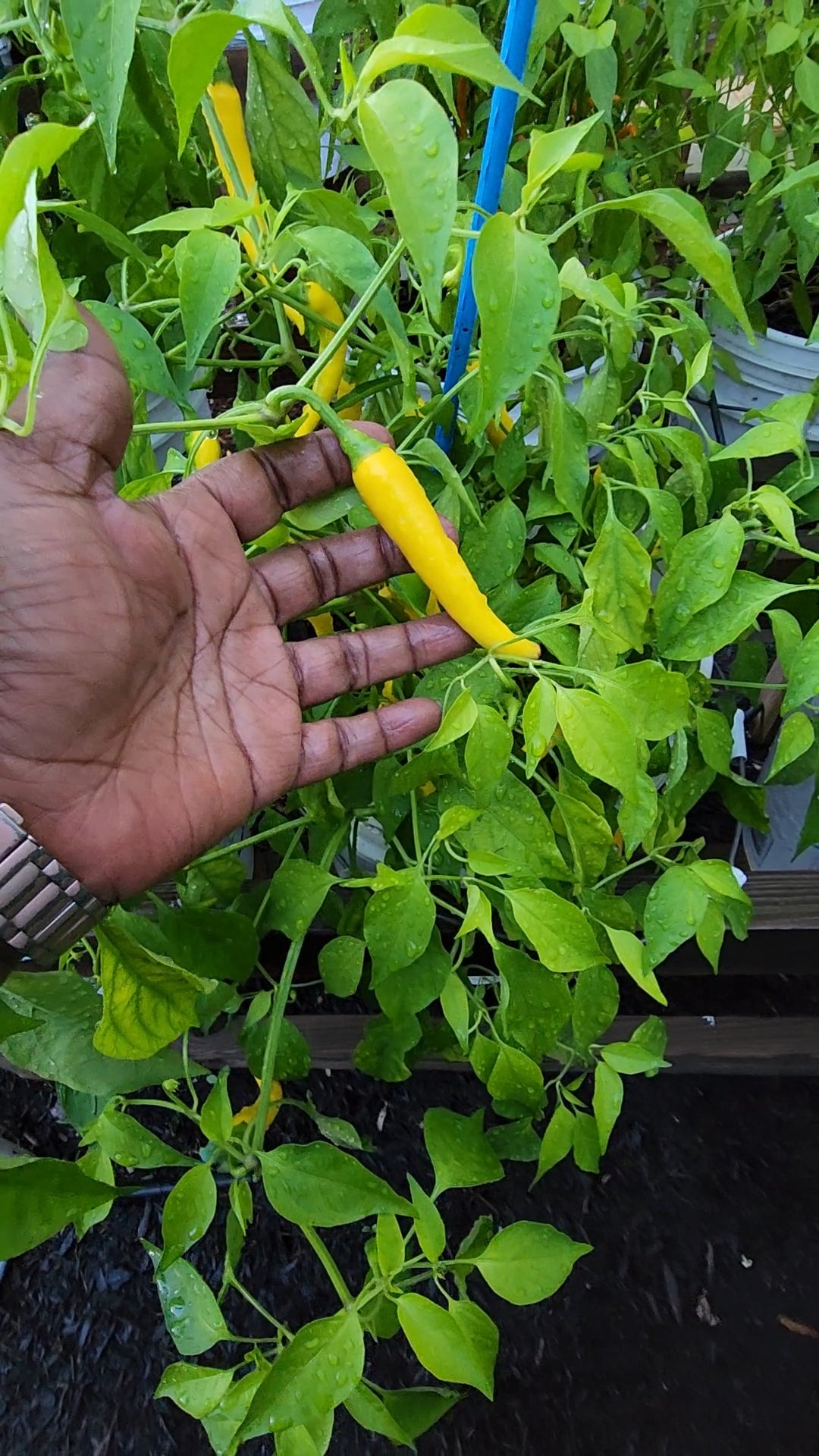Golden Cayenne Pepper Seeds