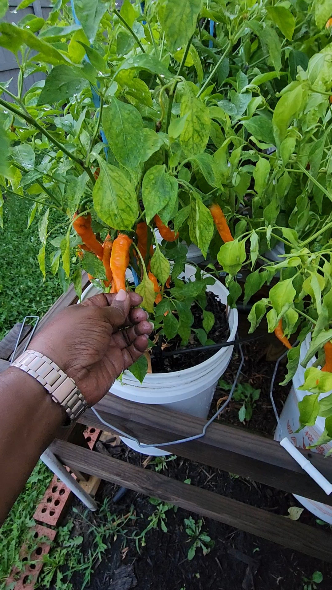 Orange Cayenne Pepper Seeds