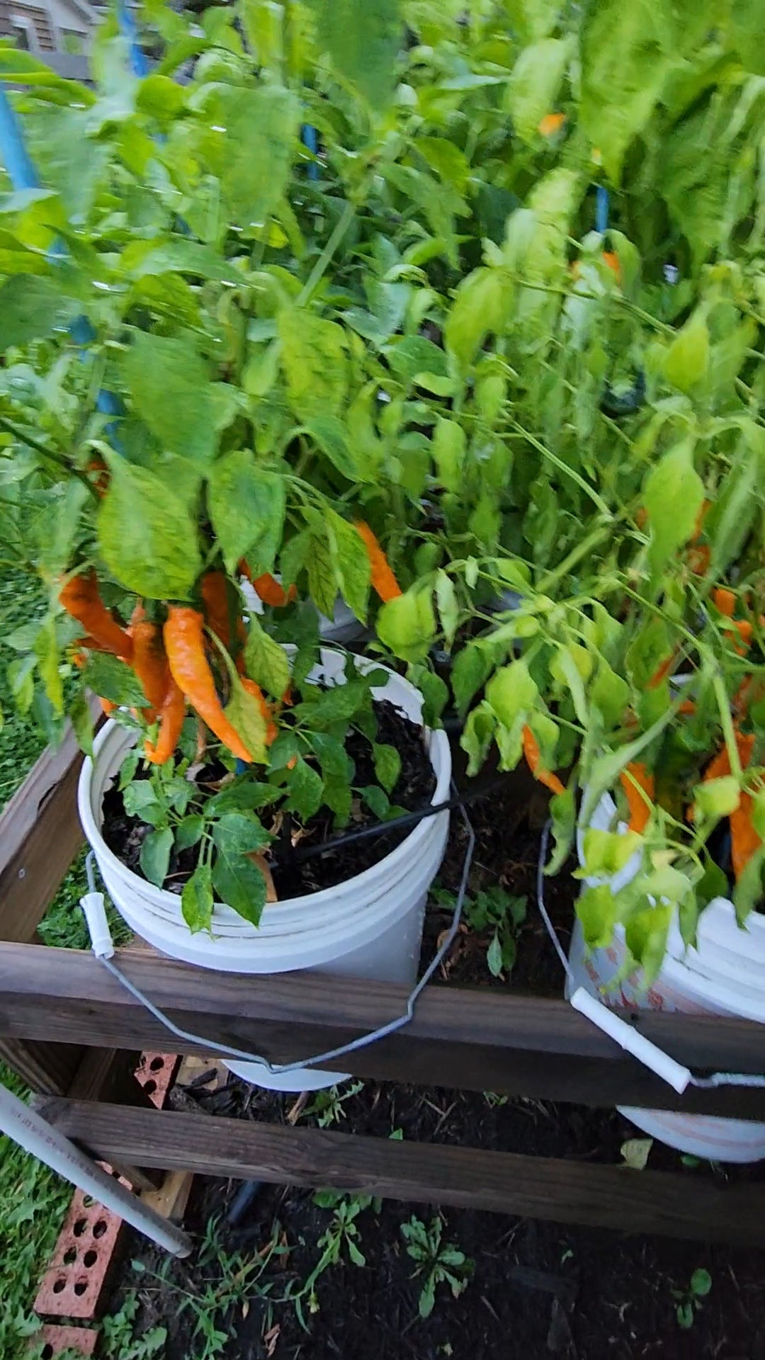Orange Cayenne Pepper Seeds