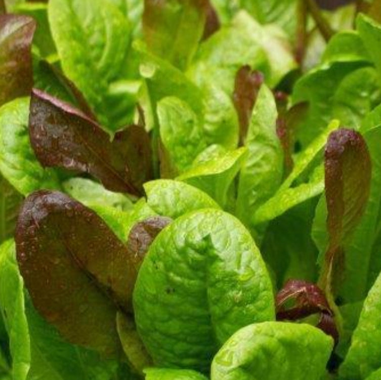 Gourmet Lettuce Mix Seeds