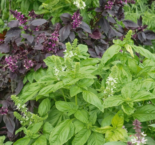 Ornamental Basil Mix Seeds