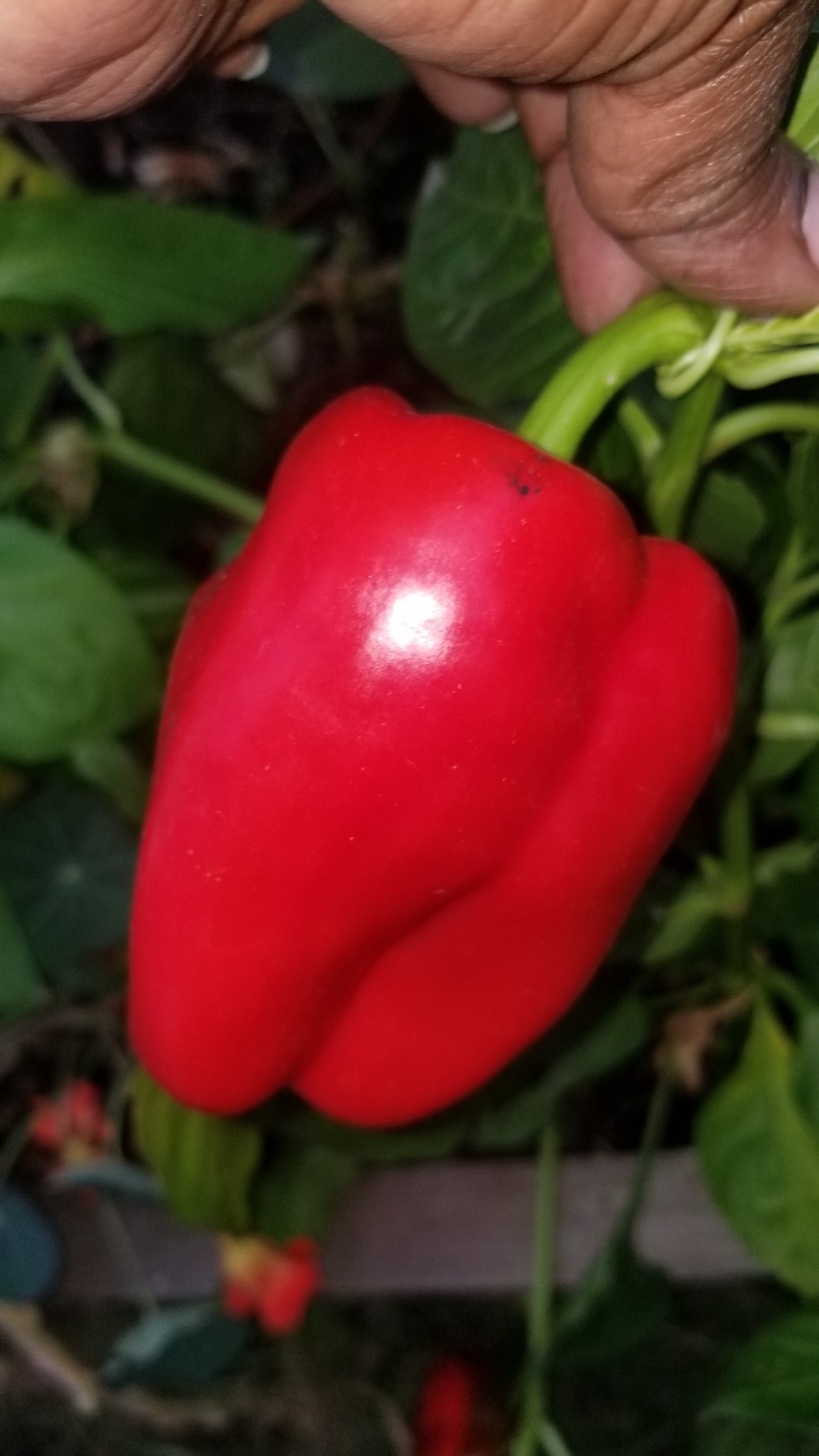 California Wonder Pepper (Red) Seeds