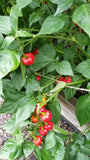 Scotch Bonnet (red) Pepper Seeds