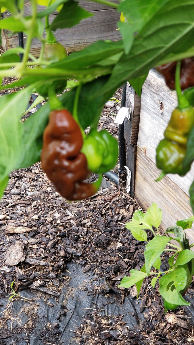 SBS Demon Chocolate Habanero Seeds TheHoodGarden