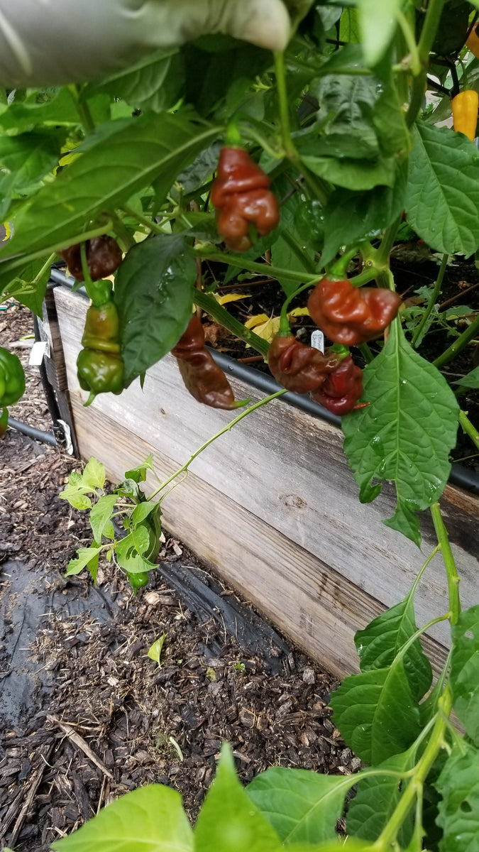 SBS Demon Chocolate Habanero Seeds TheHoodGarden