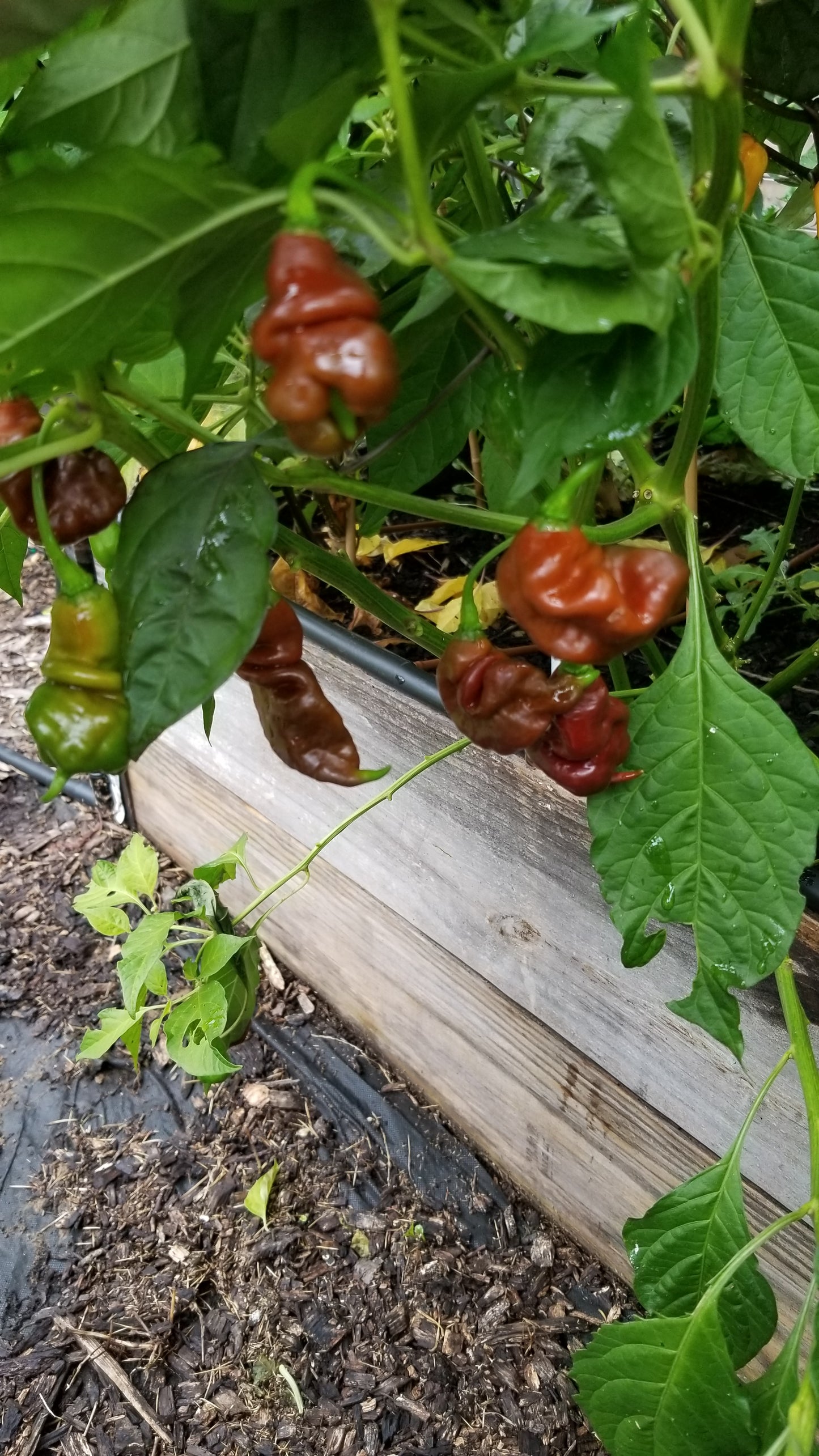 SBS Demon Chocolate Habanero Seeds