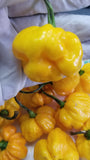 Scotch Bonnet (Yellow) Pepper Seeds