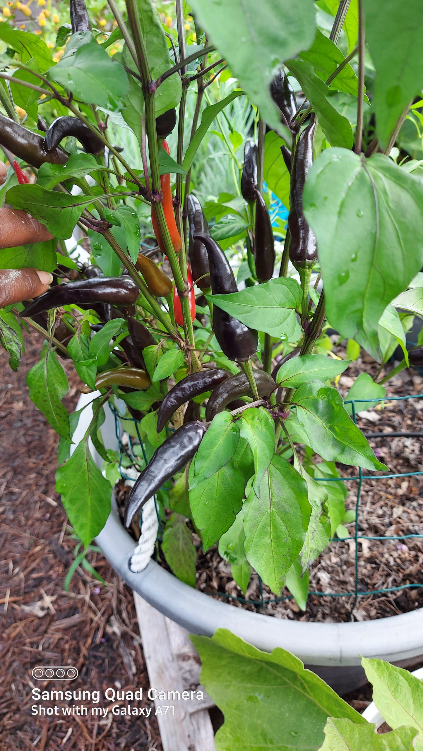 Long Purple Cayenne Pepper Seeds