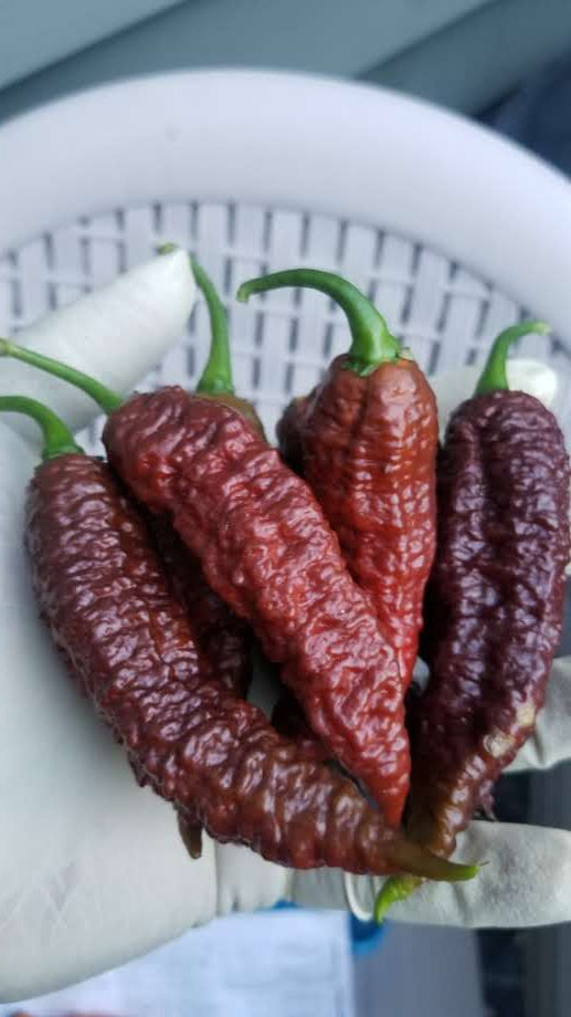 Chocolate Ghost Gnarly