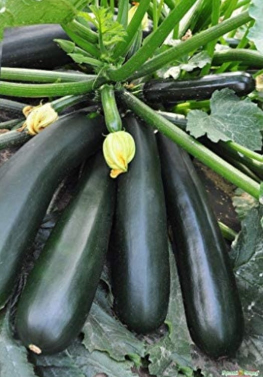 Black Beauty Zucchini Seeds (Squash) (Organic)