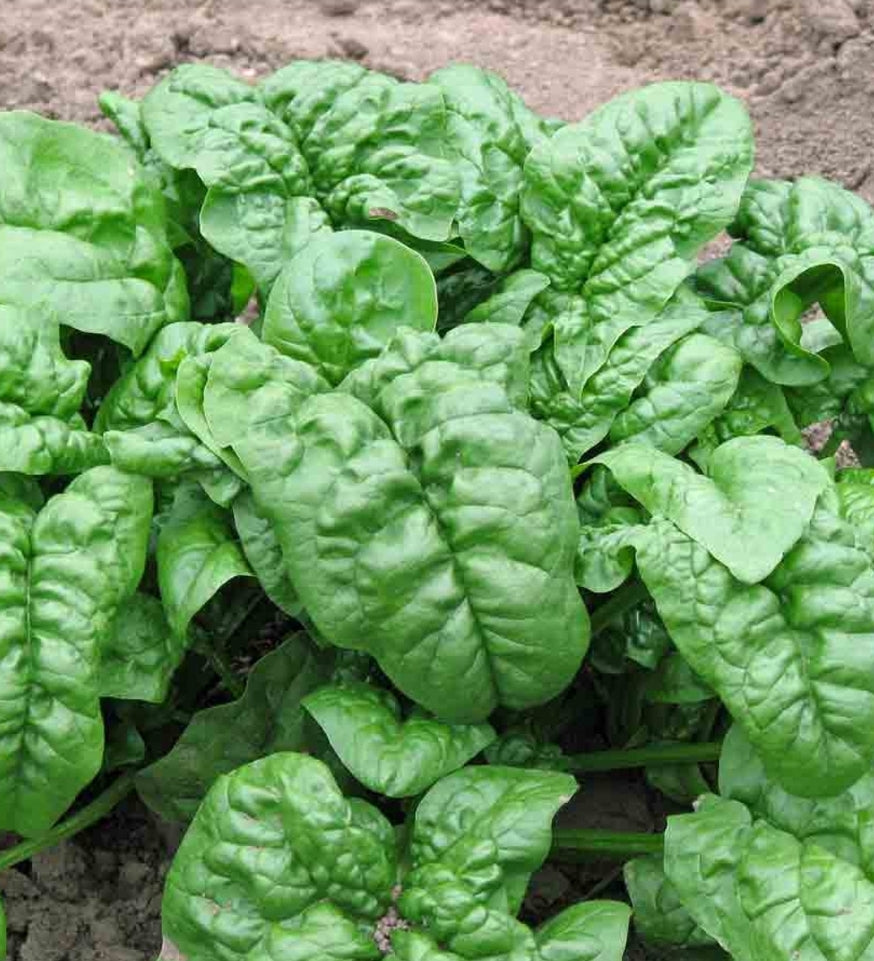 Nobel Spinach Seeds