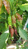 Chocolate Ghost Gnarly Pepper Seeds