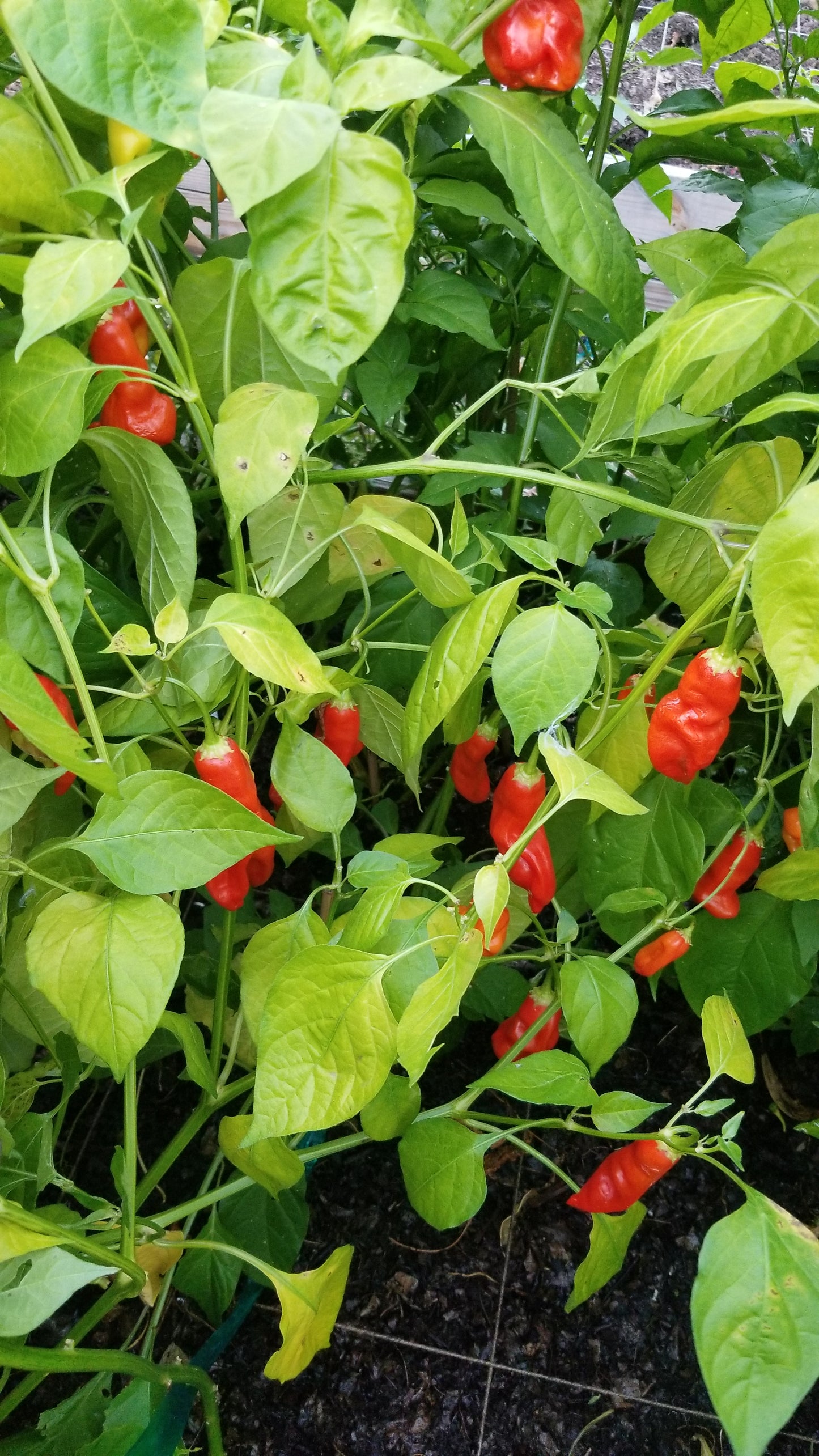Sugar Rush Red Pepper Seeds