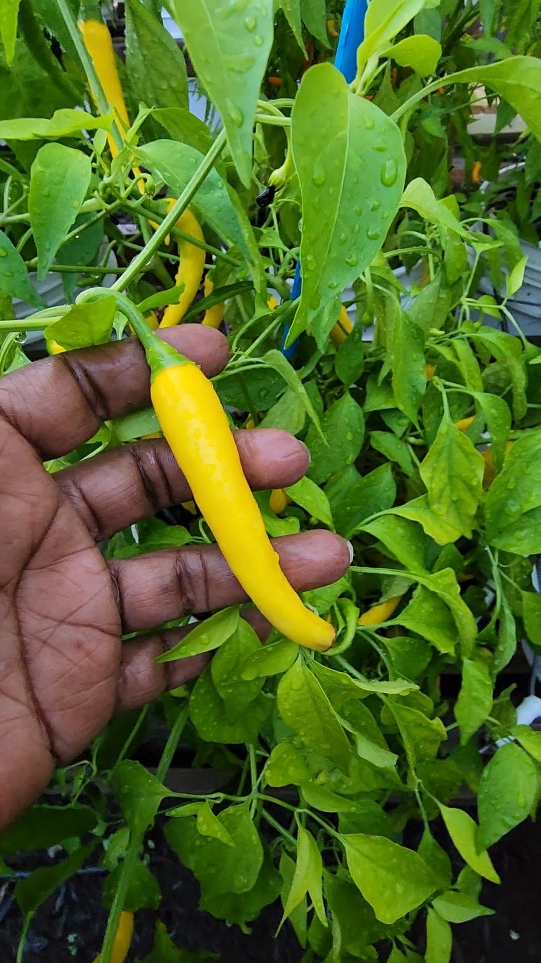 Pepper of the Month: Golden Cayenne (Recipe Below)