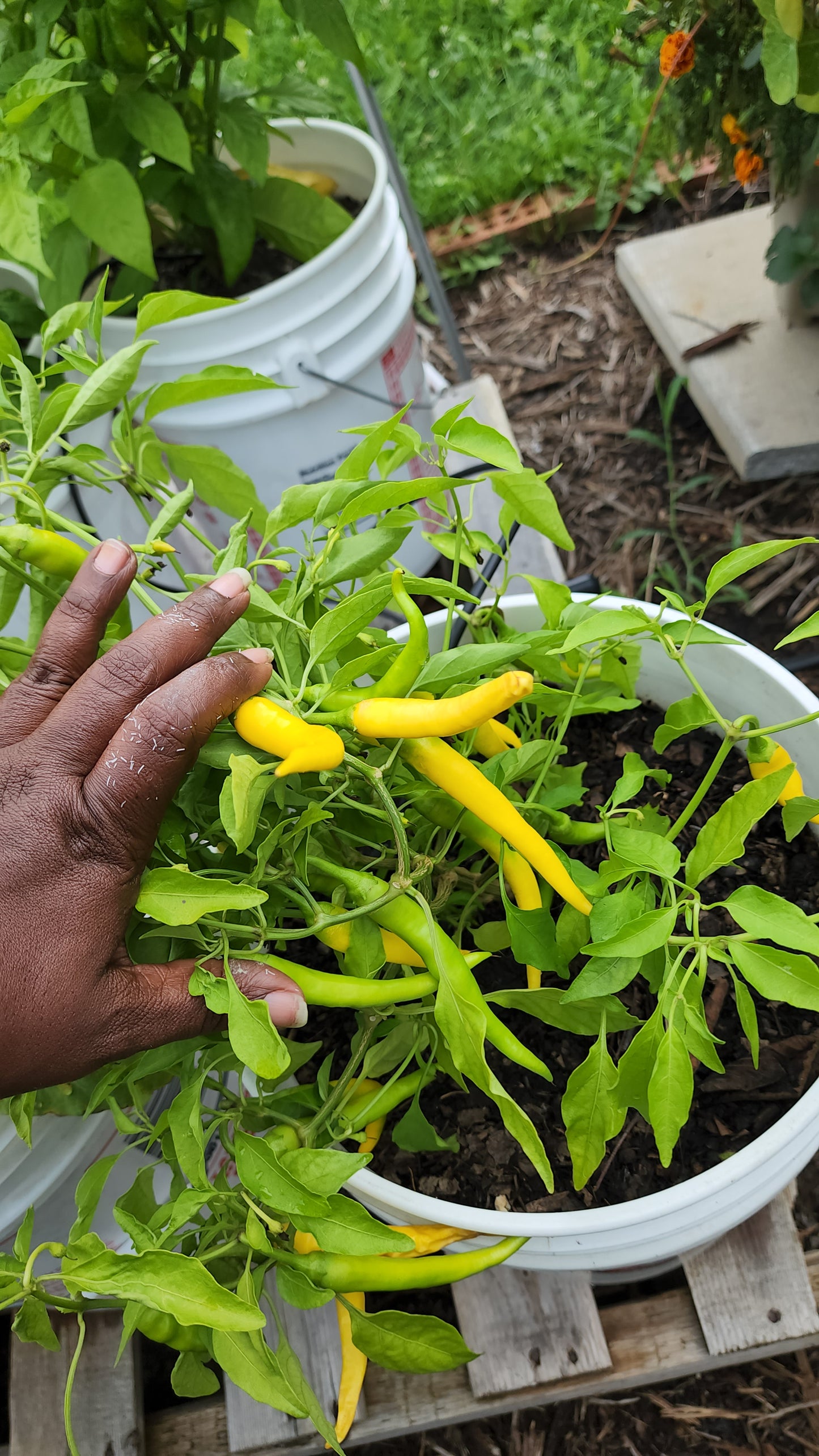 The Hood Garden Pepper Collection – (Mixed Box) 2026 Limited Edition