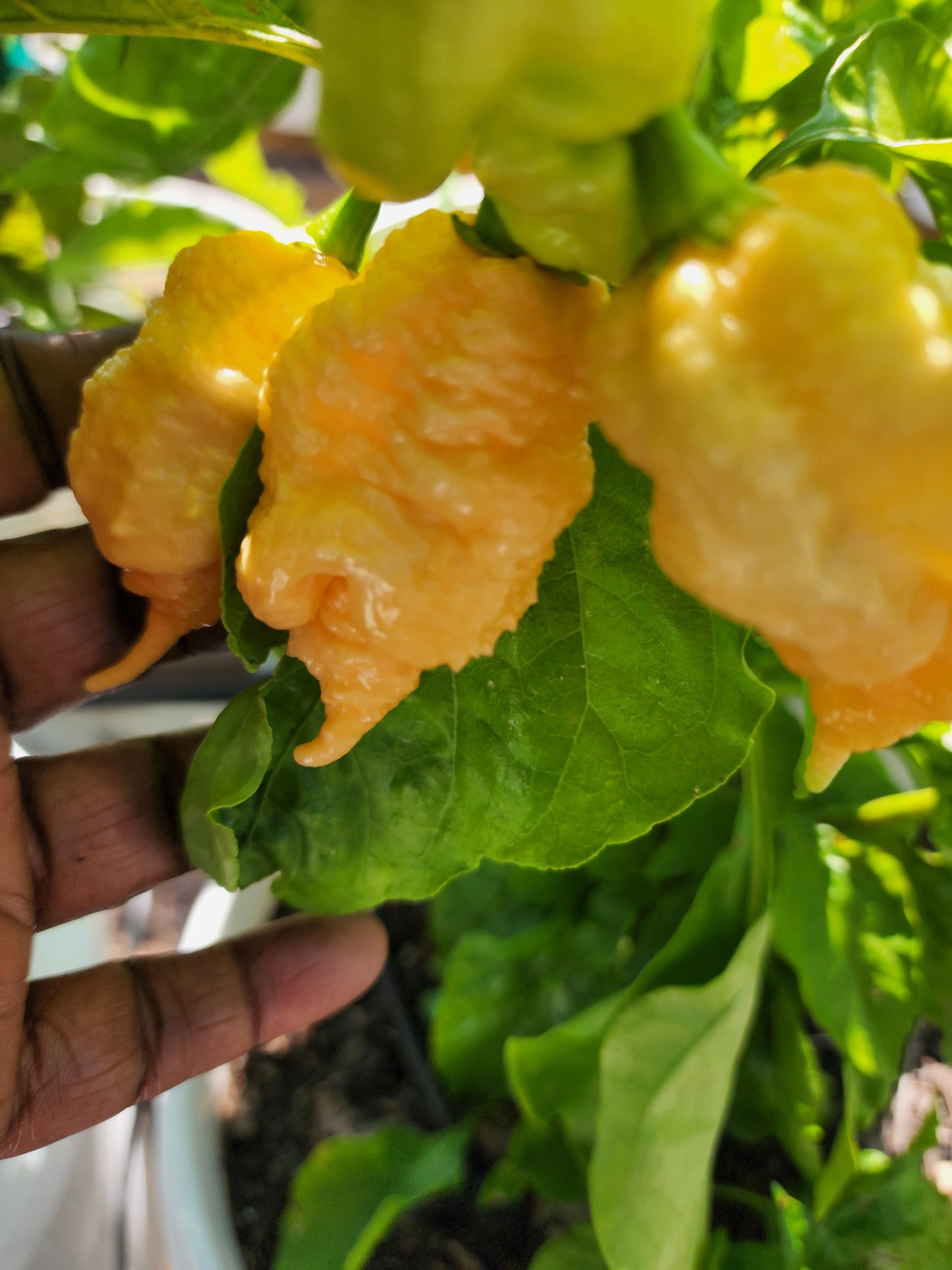 The Hood Garden Superhot Pepper Collection – 2026 Limited Edition