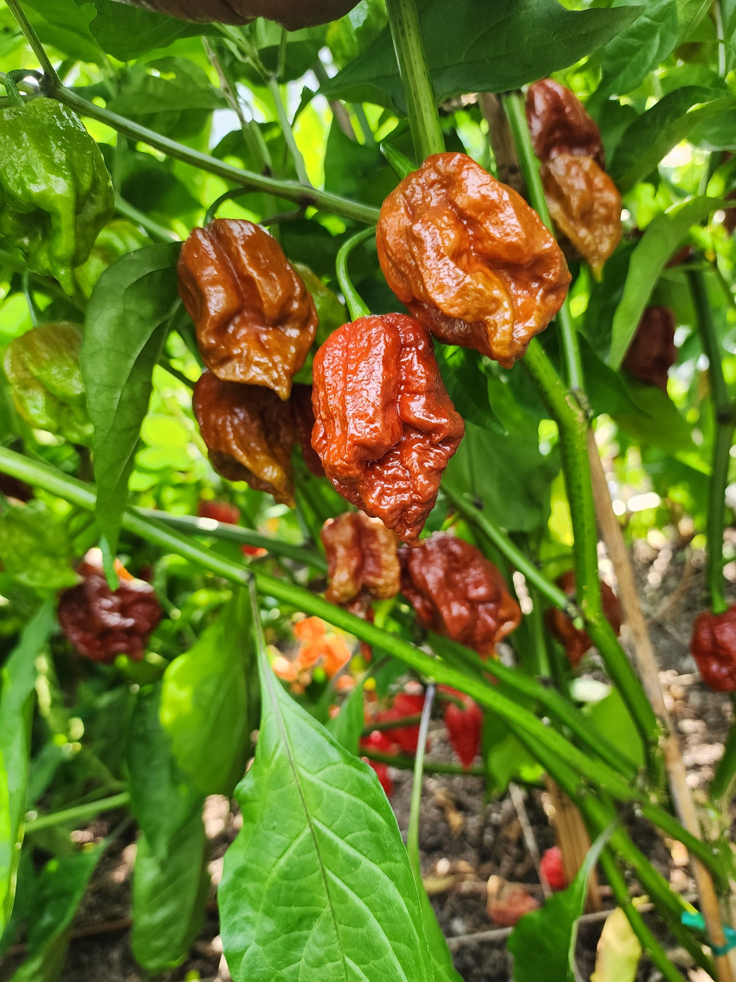 The Hood Garden Superhot Pepper Collection – 2026 Limited Edition