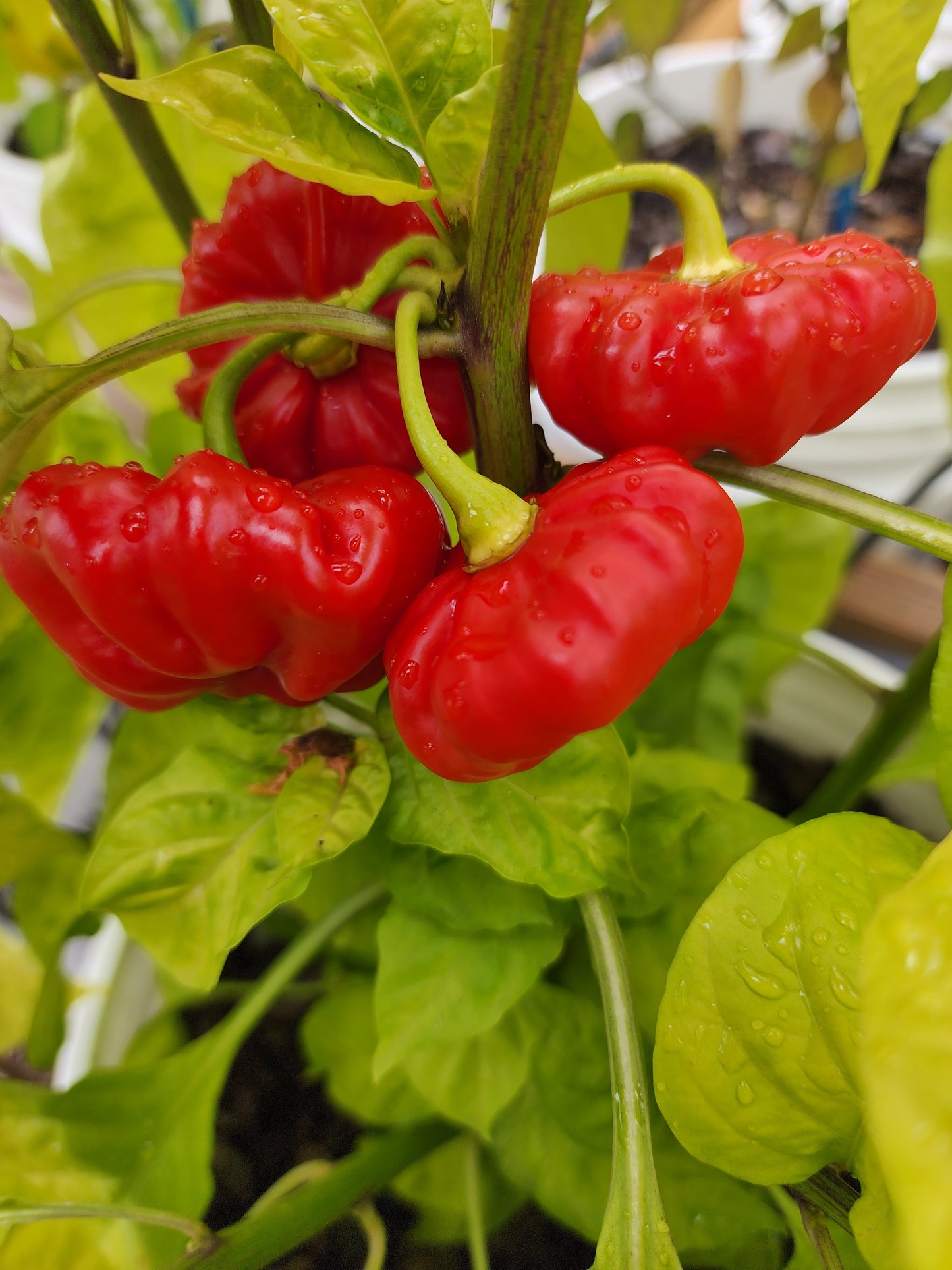 The Hood Garden Pepper Collection – (Mixed Box) 2026 Limited Edition