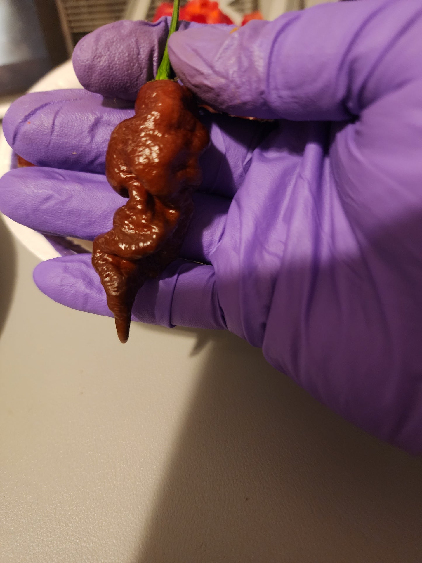 The Hood Garden Superhot Pepper Collection – 2026 Limited Edition