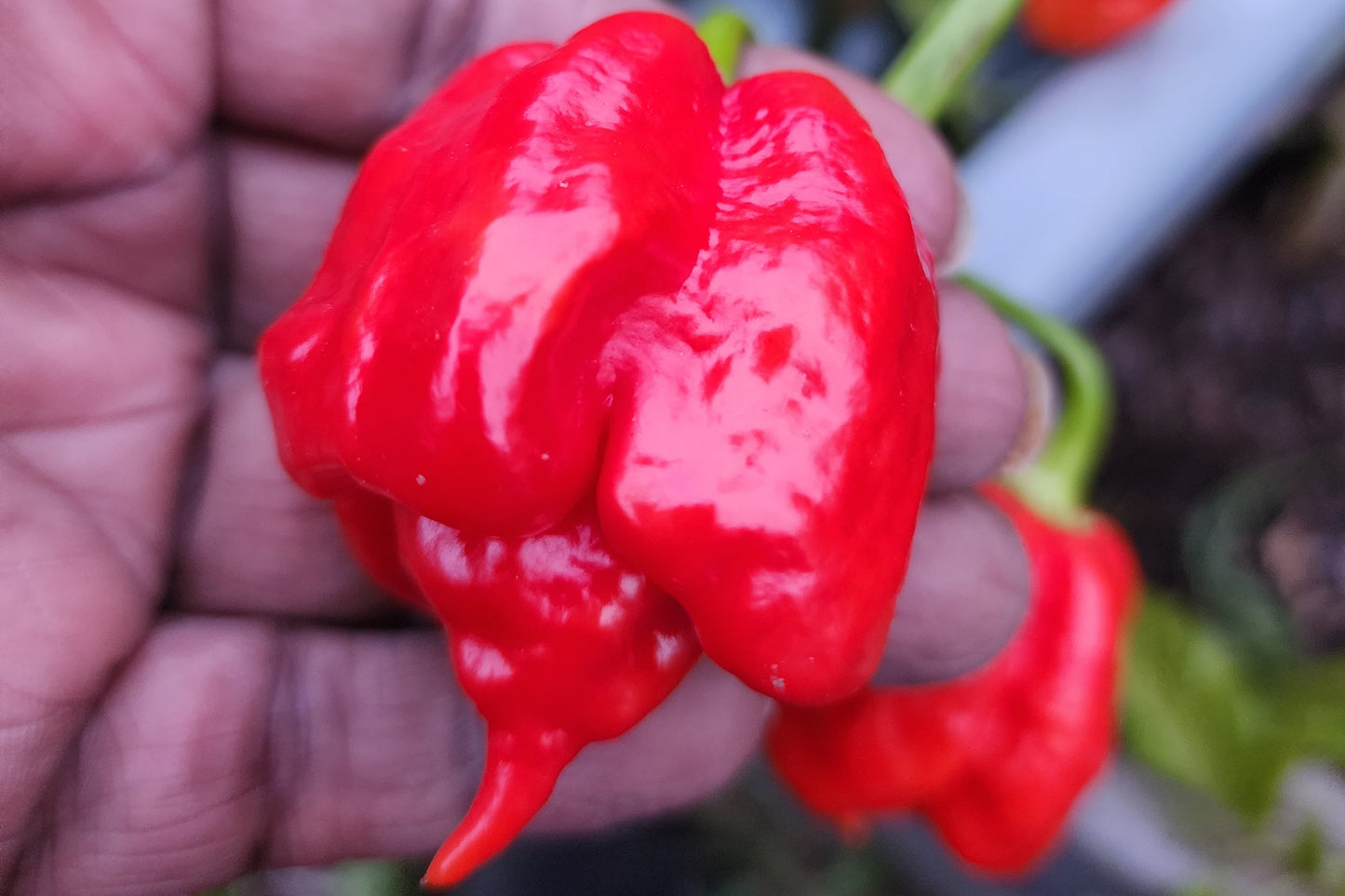 The Hood Garden Superhot Pepper Collection – 2026 Limited Edition