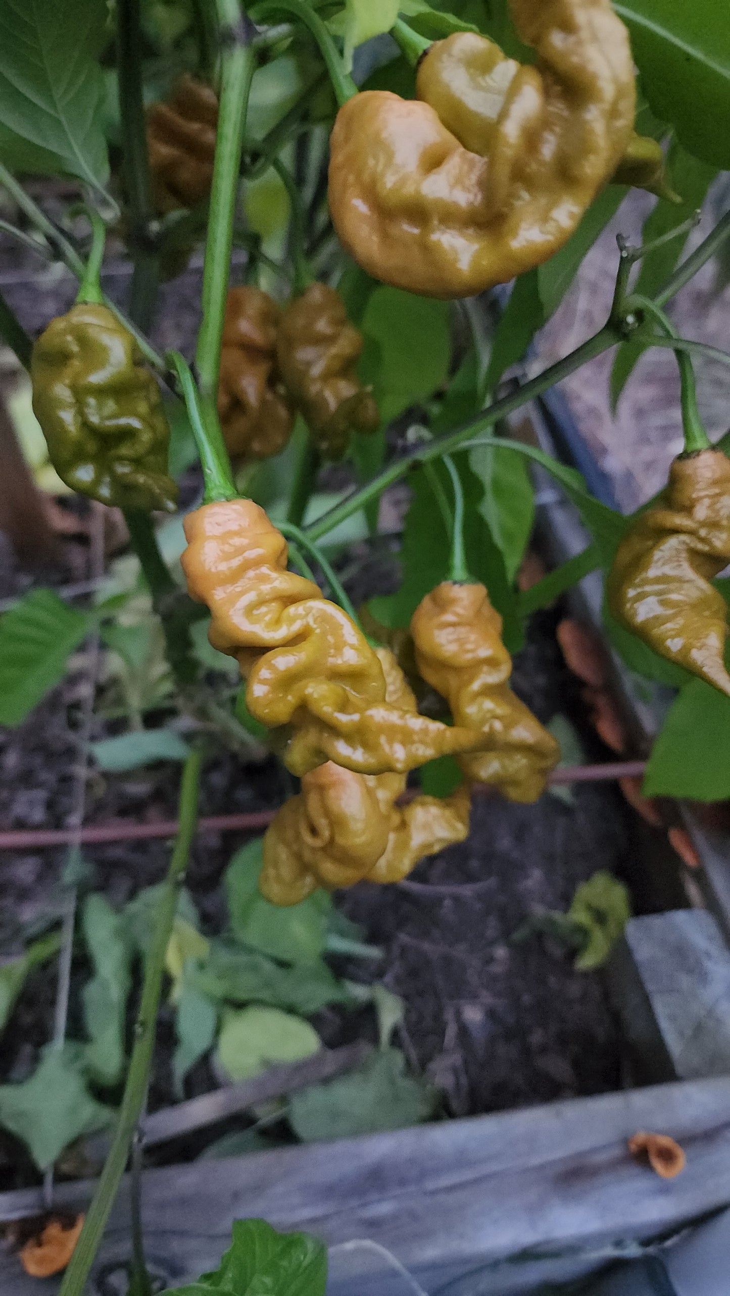 The Hood Garden Superhot Pepper Collection – 2026 Limited Edition