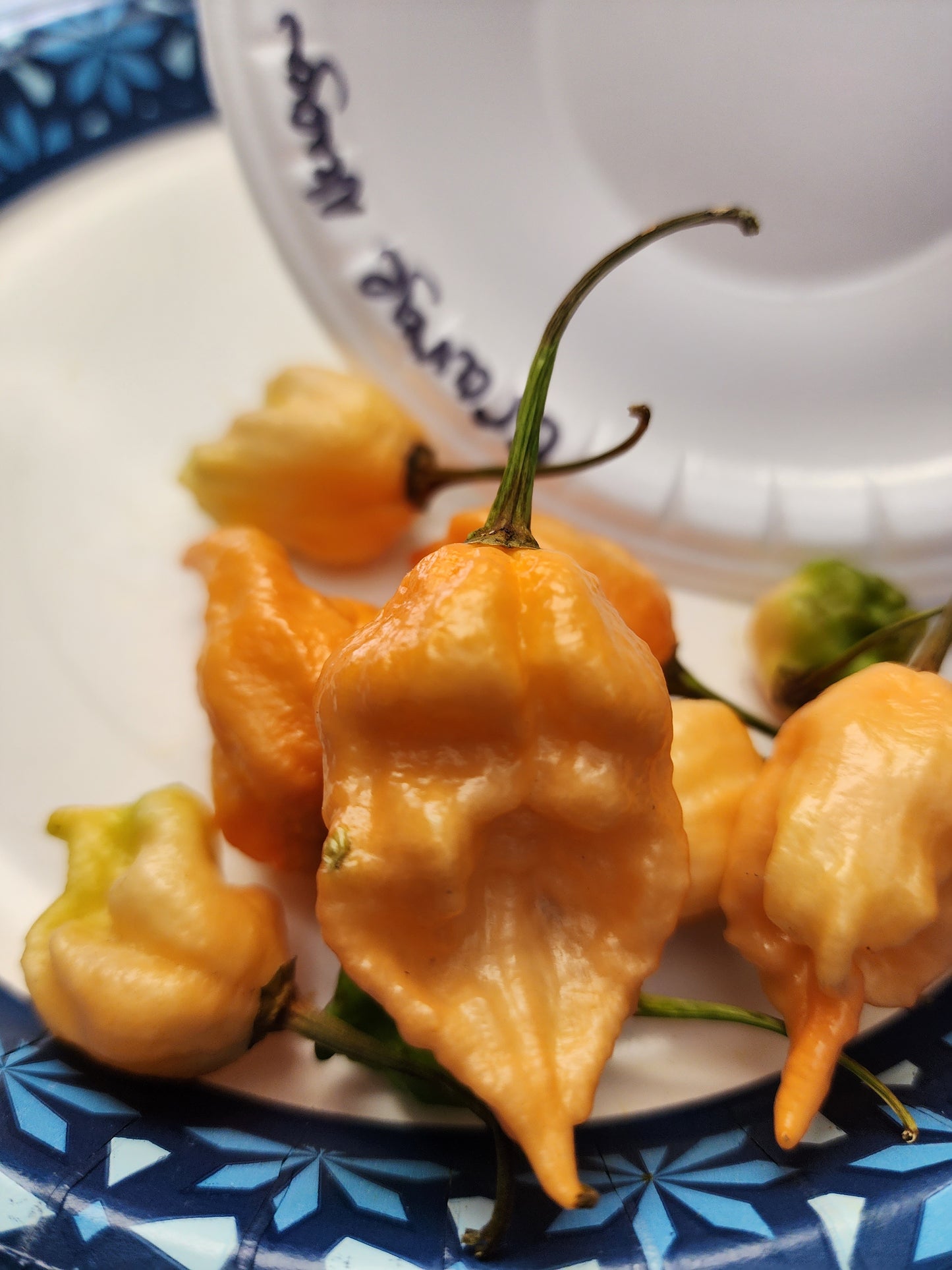 The Hood Garden Superhot Pepper Collection – 2026 Limited Edition