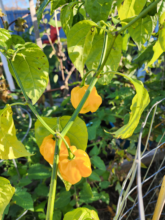 Grenada Seasoning Pepper Seeds