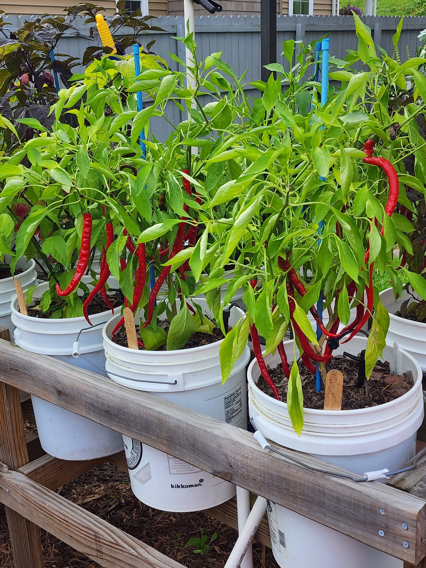 The Hood Garden Pepper Collection – (Mixed Box) 2026 Limited Edition