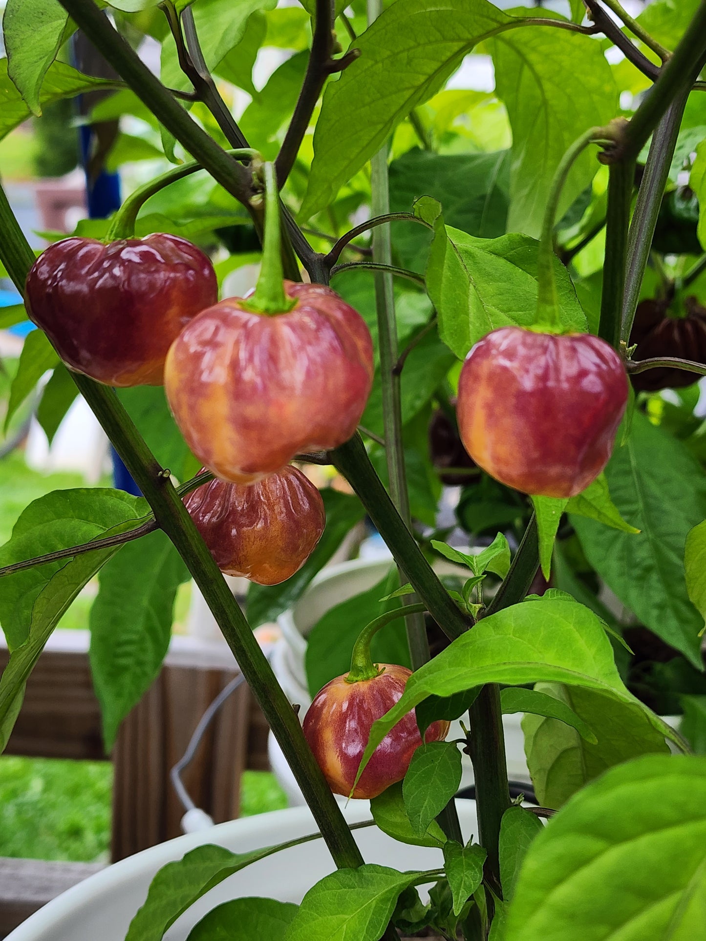 The Hood Garden Pepper Collection – (Mixed Box) 2026 Limited Edition