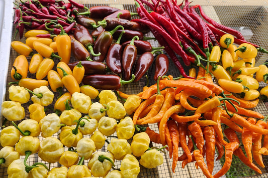 The Hood Garden Pepper Collection – (Mixed Box) 2026 Limited Edition