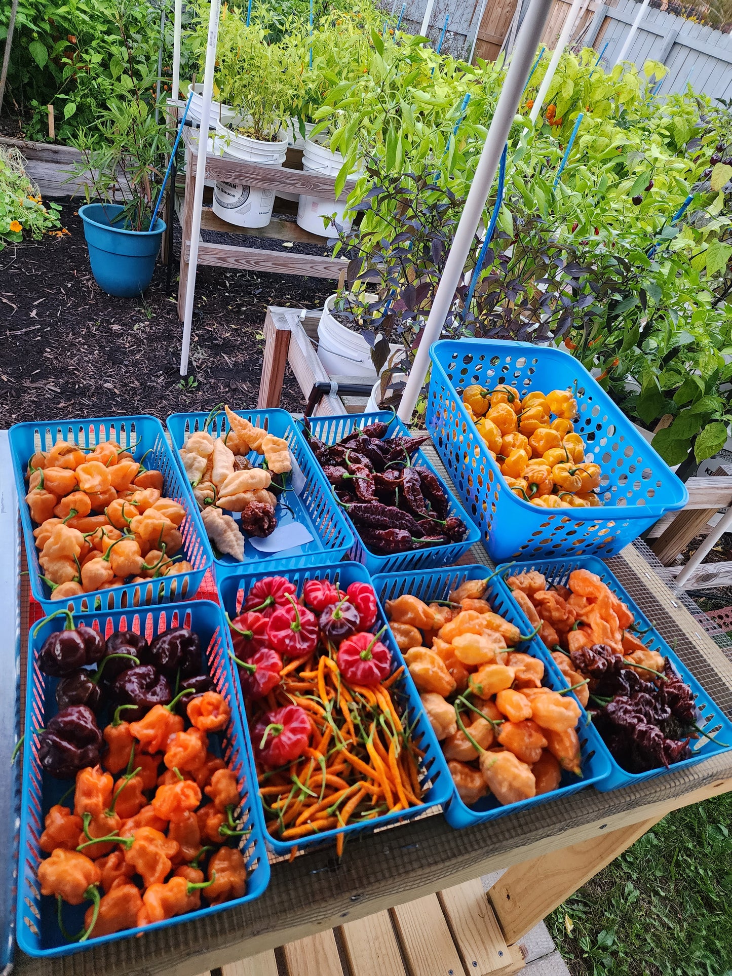 The Hood Garden Pepper Collection – (Mixed Box) 2026 Limited Edition