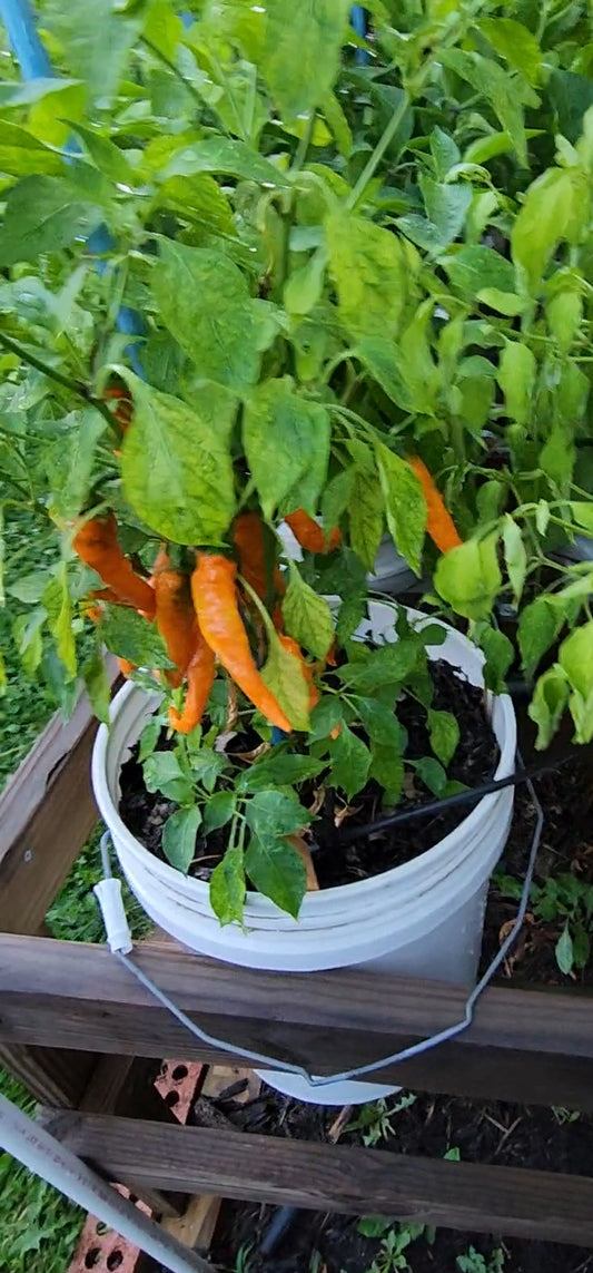 Orange Cayenne Pepper Seeds