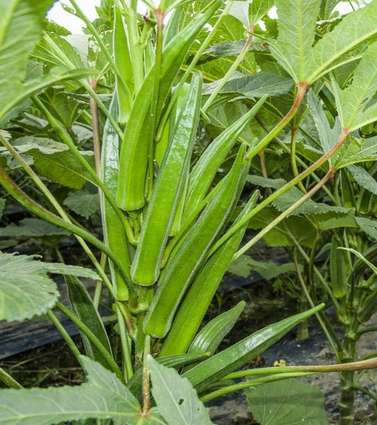 Clemson Spineless Okra Seeds