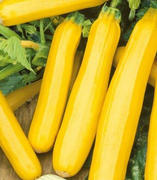 Golden Zuchinni Squash Seeds