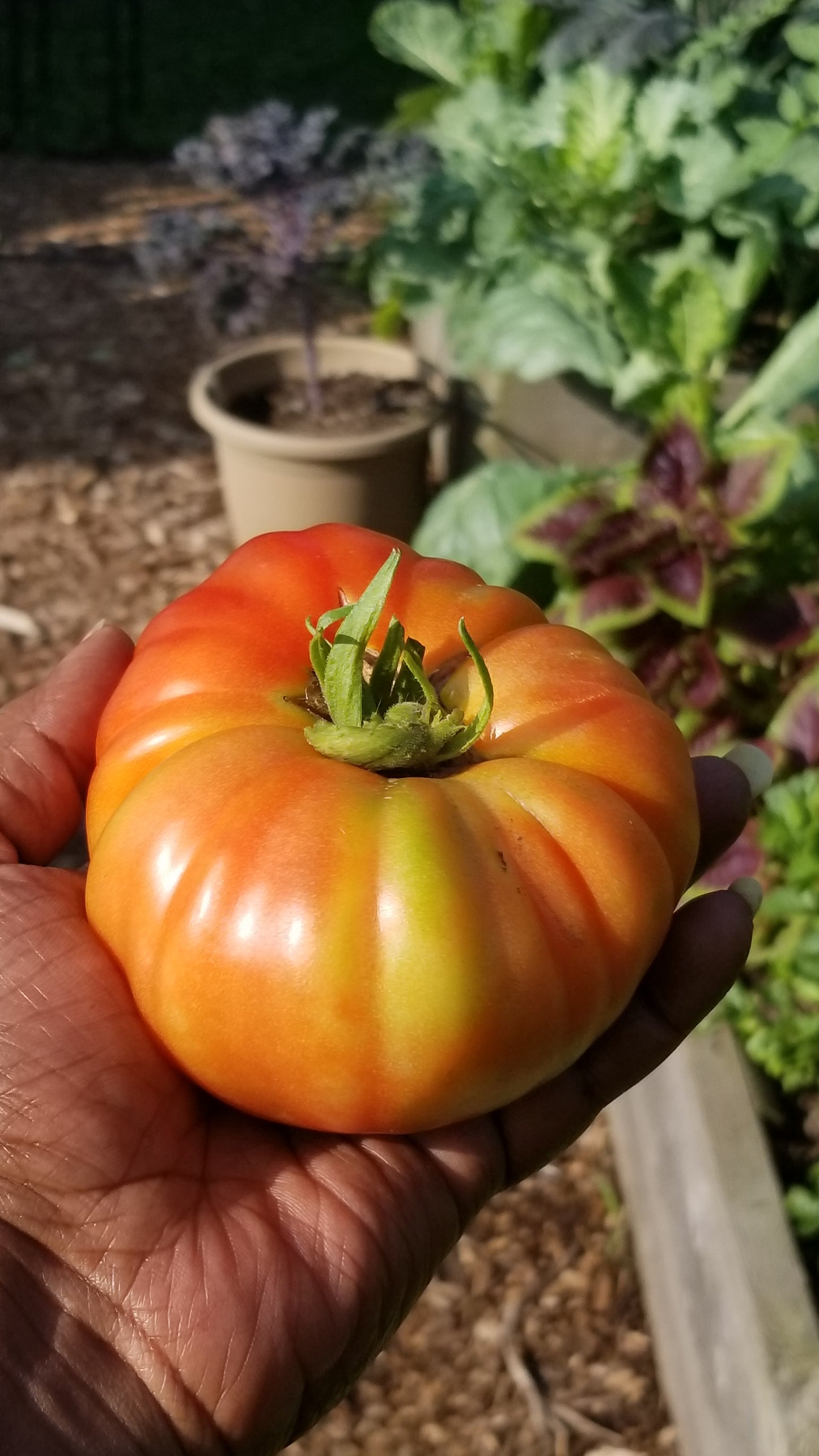 Beefsteak Tomato Seeds (Determinate)