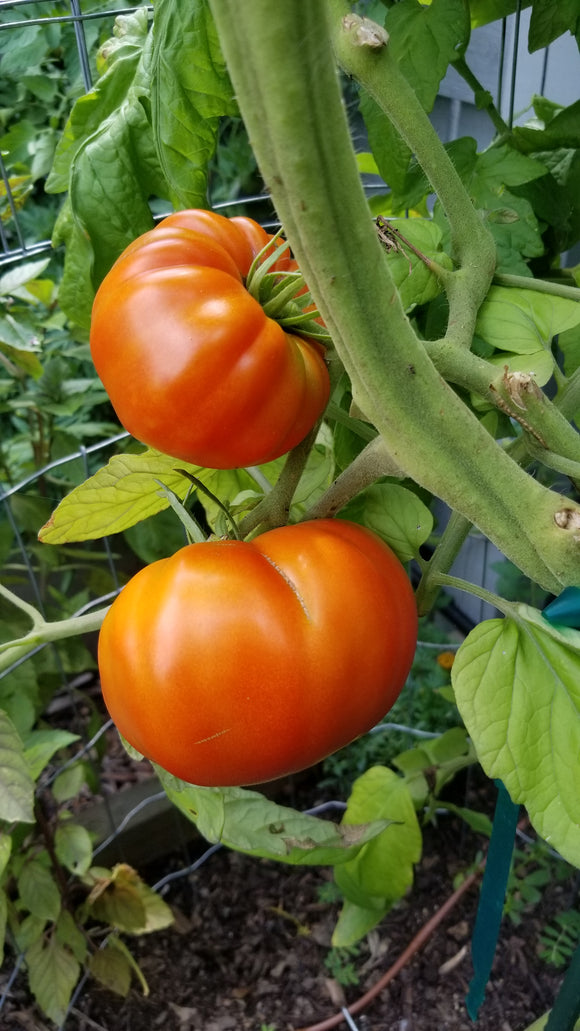 Heirloom Beefsteak Tomato