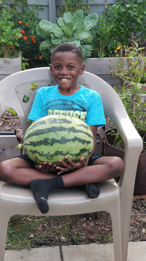 Crimson Sweet Watermelon Seeds