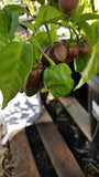 Chocolate Habanero Pepper Seeds
