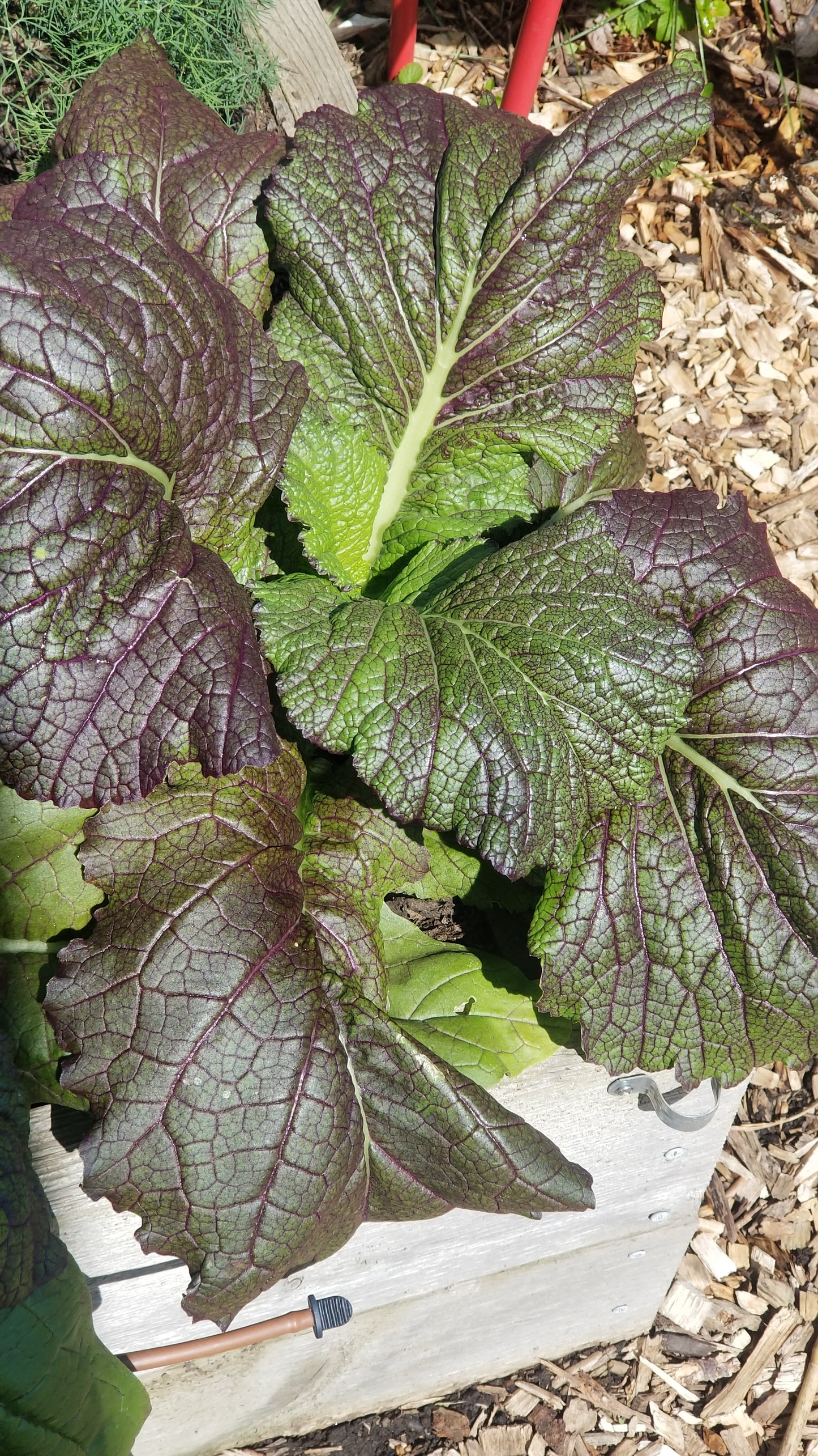 Red Giant Mustard Greens Seeds