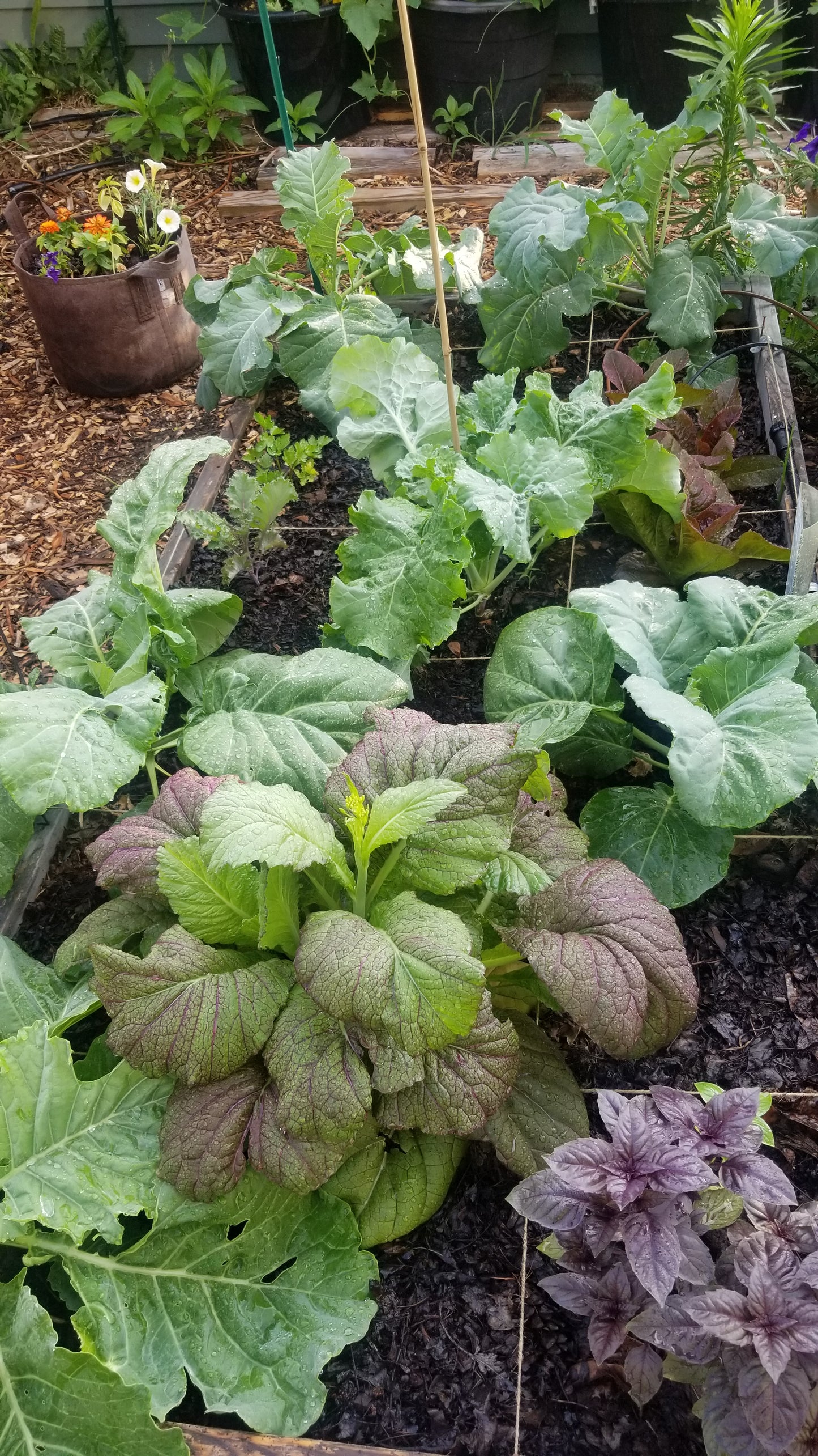 Red Giant Mustard Greens Seeds