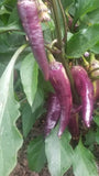 Purple Cayenne Pepper Seeds