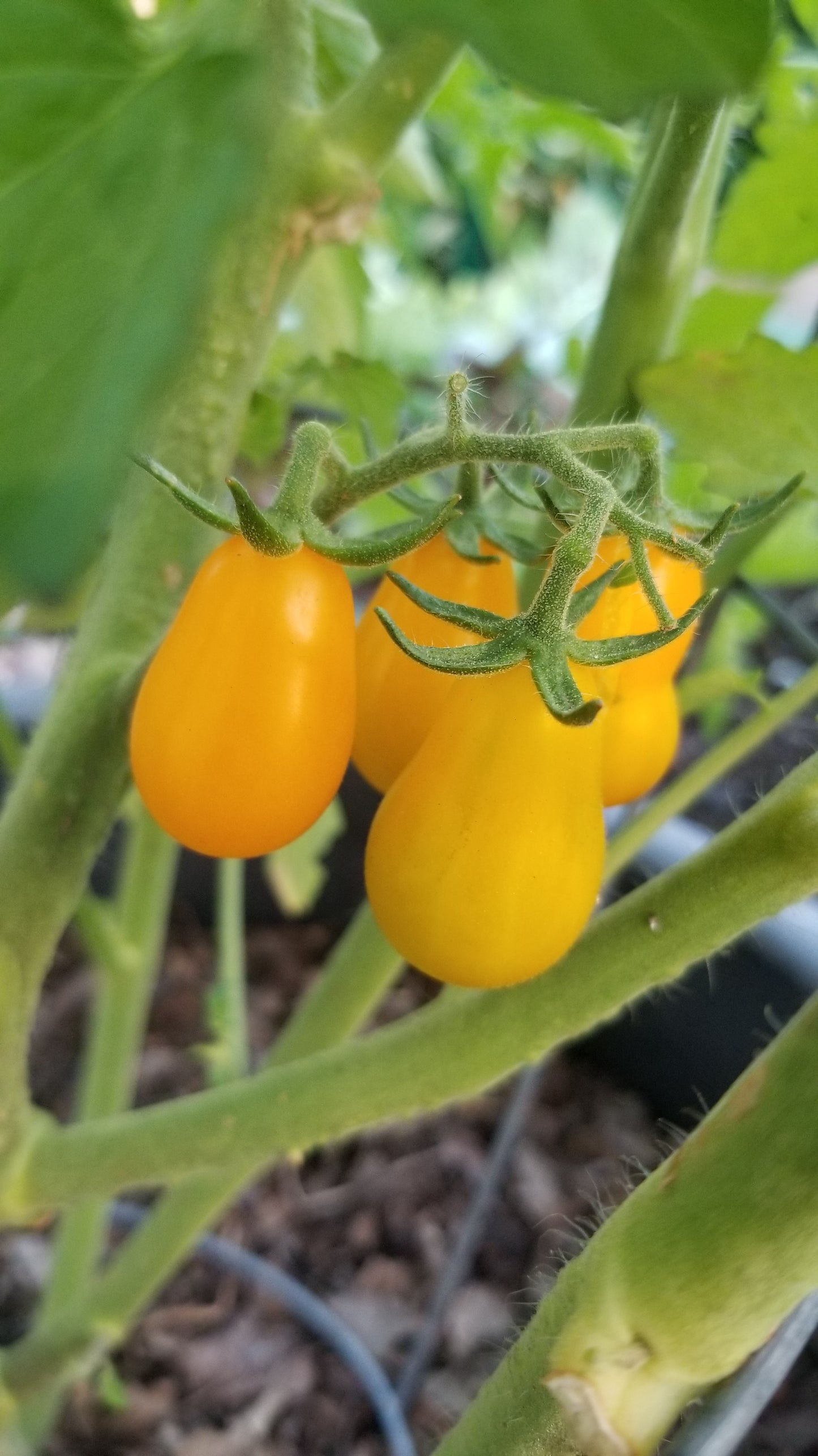 Yellow Pear Tomato Seeds