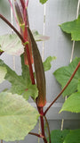 Red Burgundy Okra Seeds