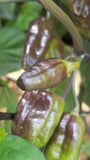 Pimenta Puma Pepper Seeds