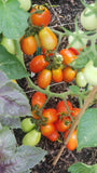 Italian Roma Tomato Seeds