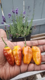 Pimenta Puma Pepper Seeds