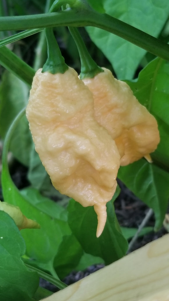 Jay's Peach Ghost Scorpion Pepper Seeds