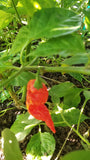 Fatalii (Yellow/Red) Pepper Seeds