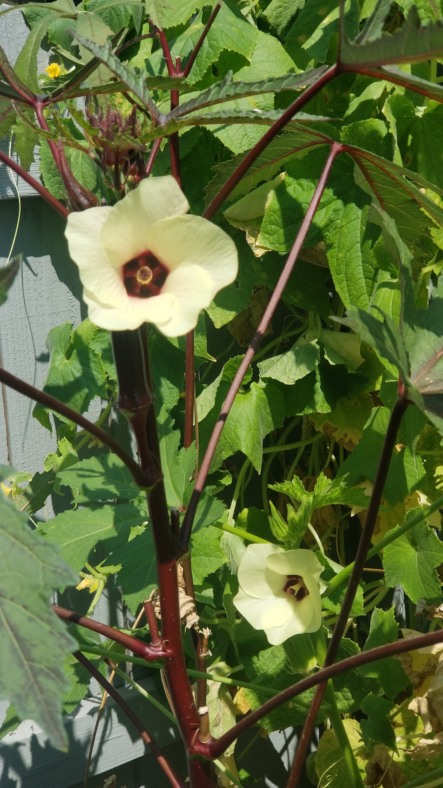 Burgundy Okra Seeds
